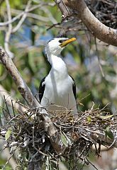 Little Pied Cormorant